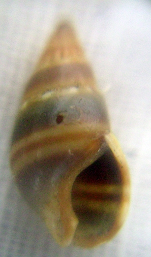 Nassarius cuvierii e corniculus juv.?